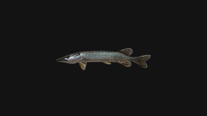 Pike Fish Animated Model 3D Model