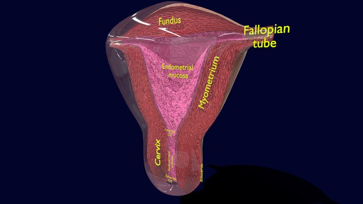 Cervix 3D Models - Sketchfab