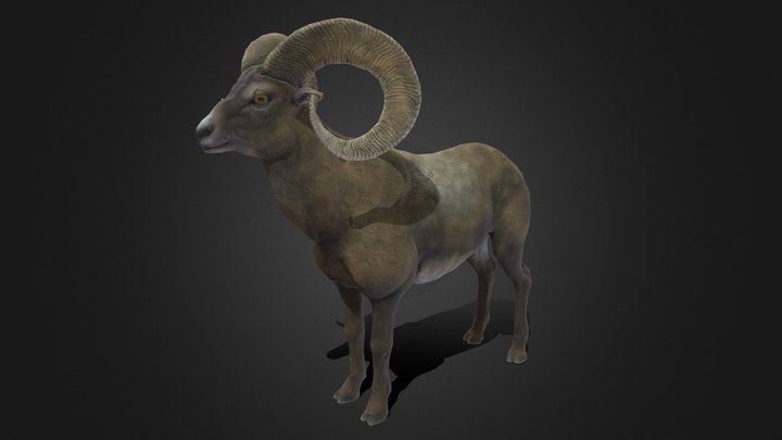 Bighorn sheep - Ram - Goat 3D Model