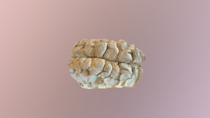 Brain - modeling clay 3D Model