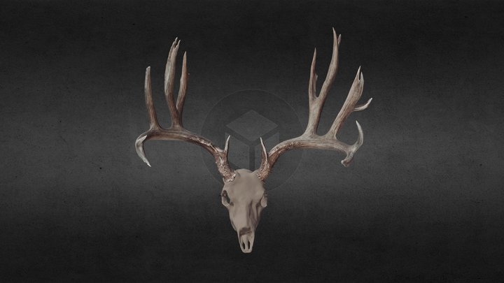 Robert Brock Euro Mule Deer 3D Model