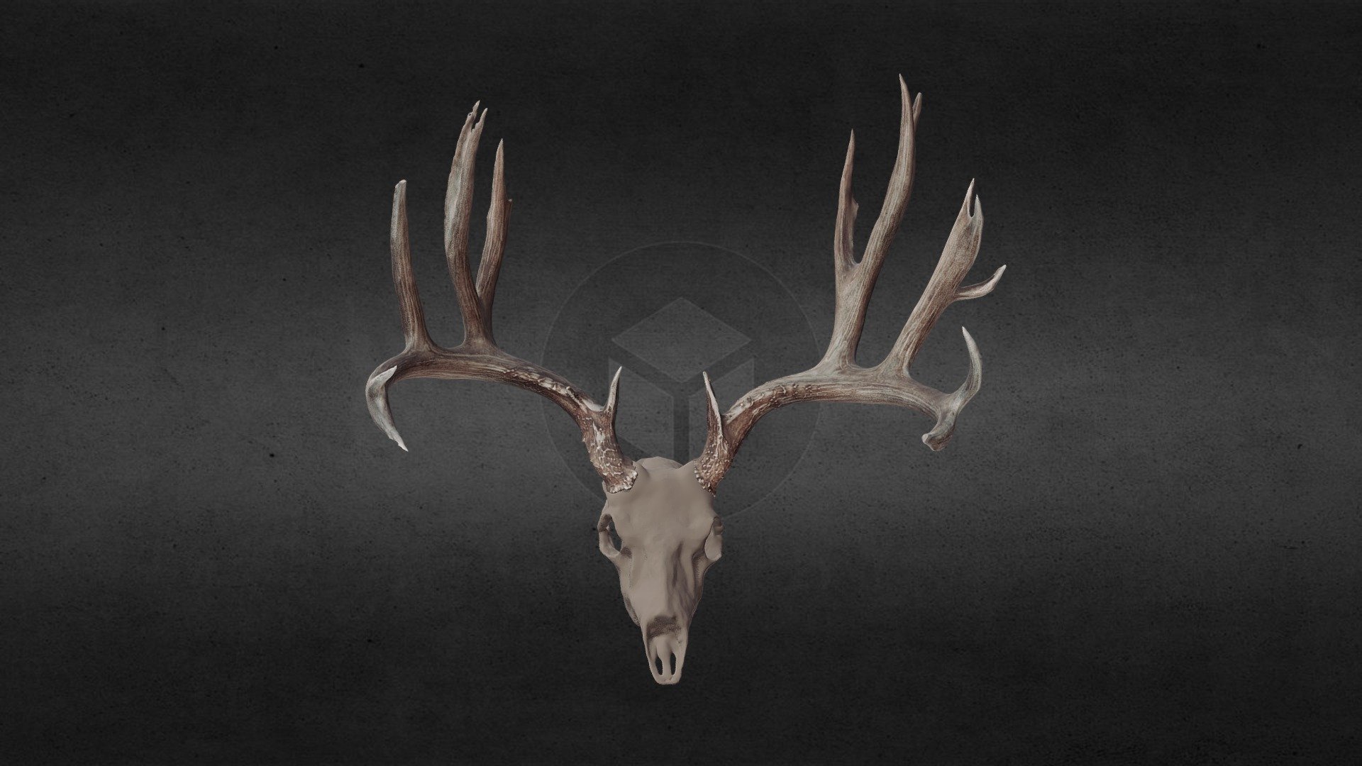 Robert Brock Euro Mule Deer