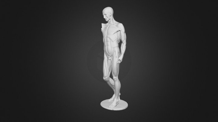 Anatomical Man 3D Model