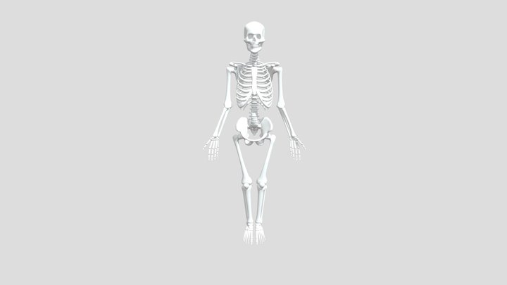 Skeleton-rig 3D Model