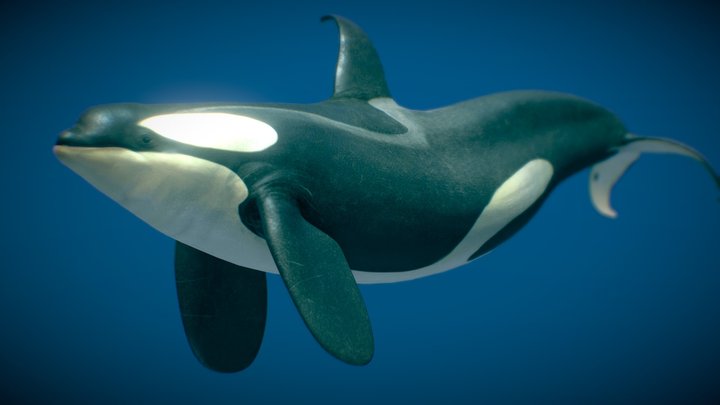 Killer Whale — Type B ♂ 3D Model