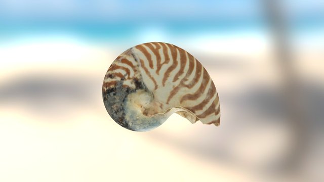 Nautilus 3D Model