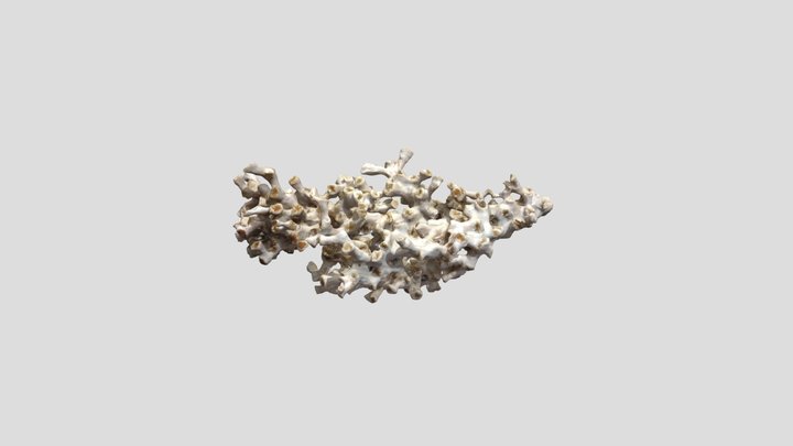 Cold water coral (Lophelia pertusa) 3D Model