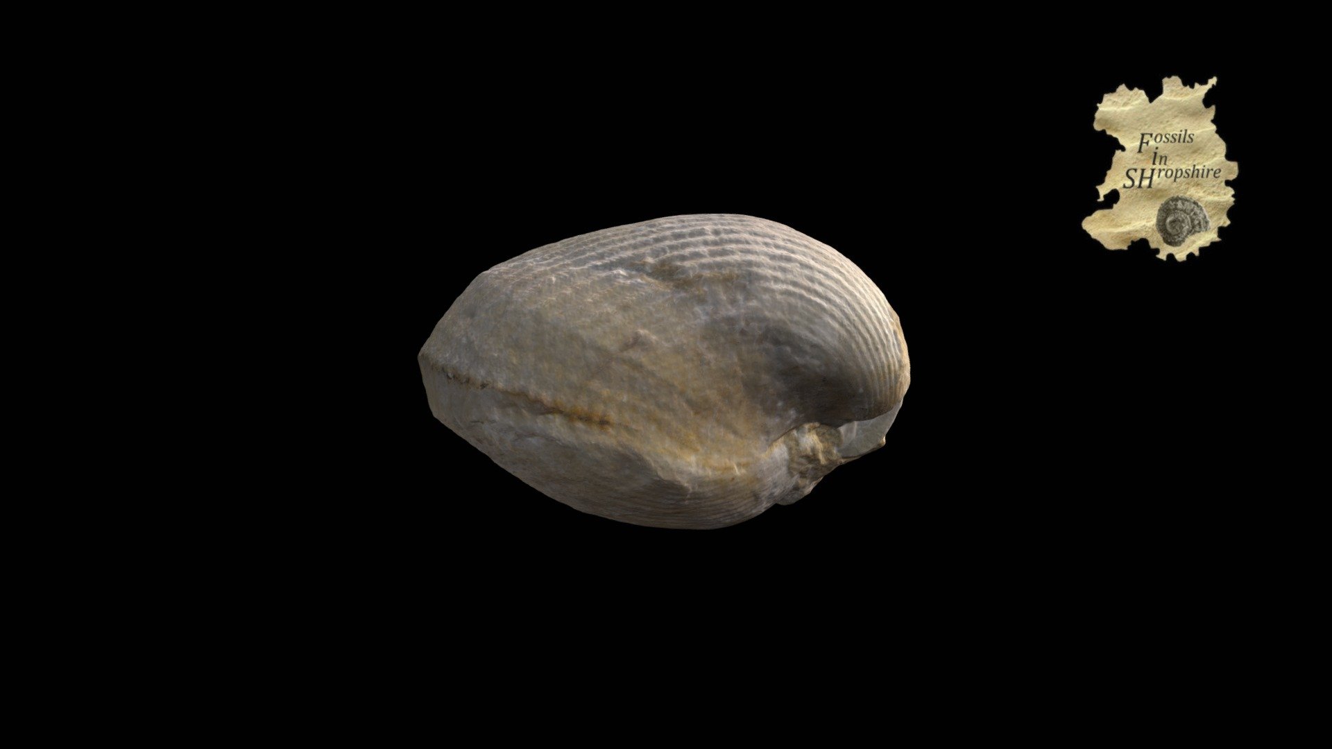 Brachiopod - Kirkidium knighti