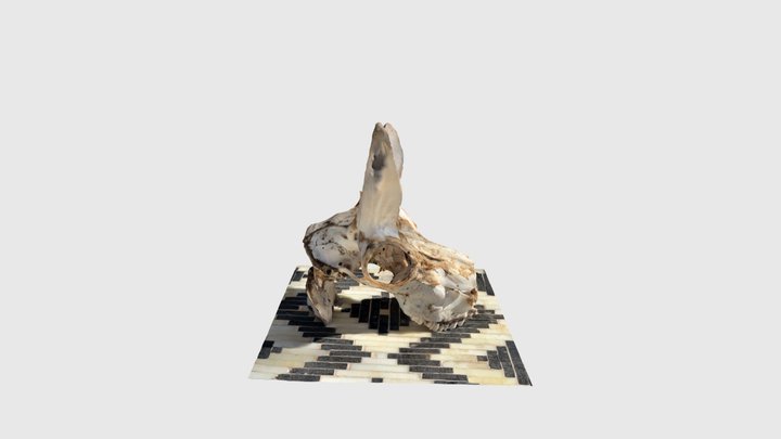 Pronghorn skull 3D Model