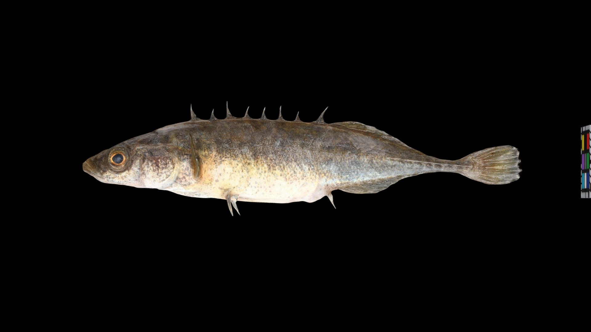 イバラトミヨ ♀ Stickleback, Pungitius pungitius