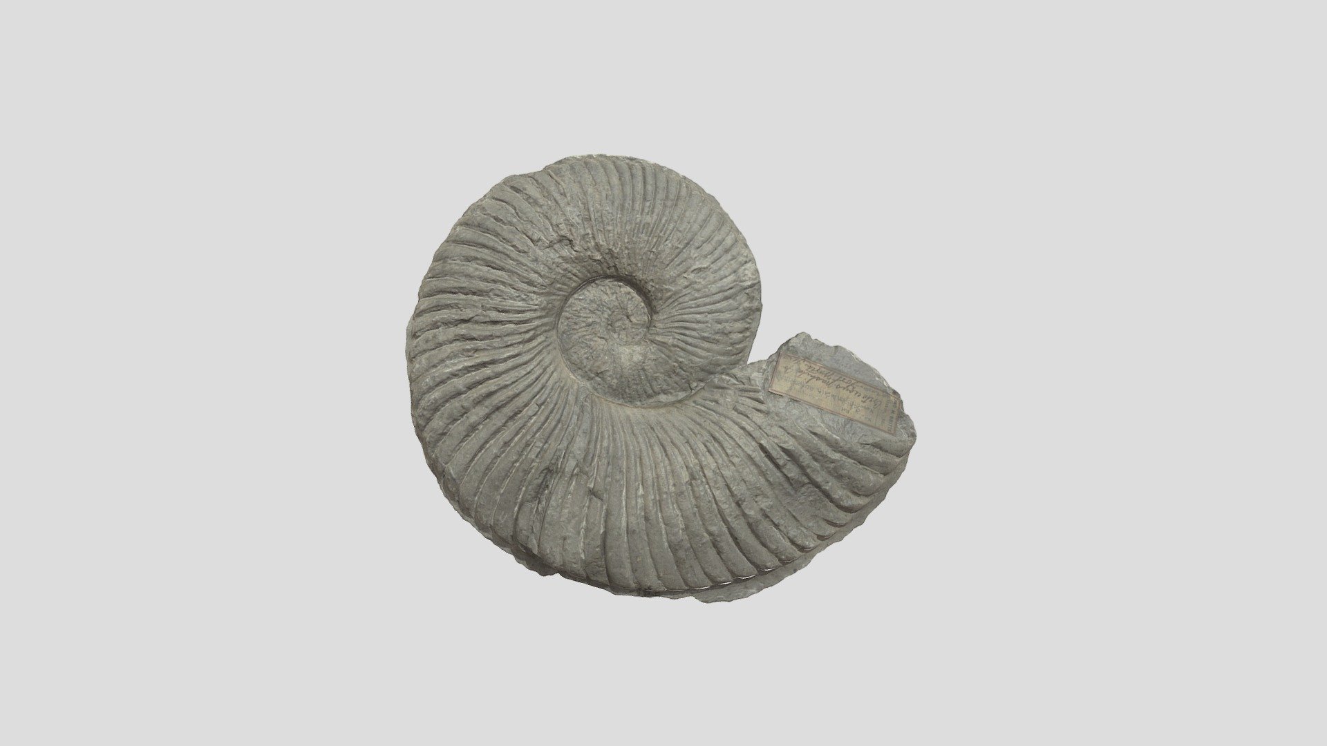 Large Ammonoid - Download Free 3D model by UIPaleoRepository [d9132da ...