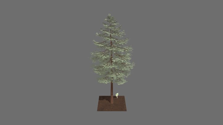 CPH 3D Herbarium - Redwood 3D Model