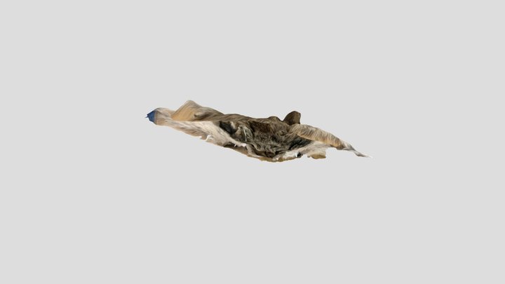 Coyote fur 3D Model