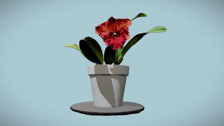 Cattleya 3D Model