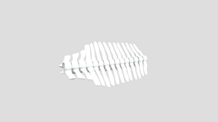 Skel 3D Model