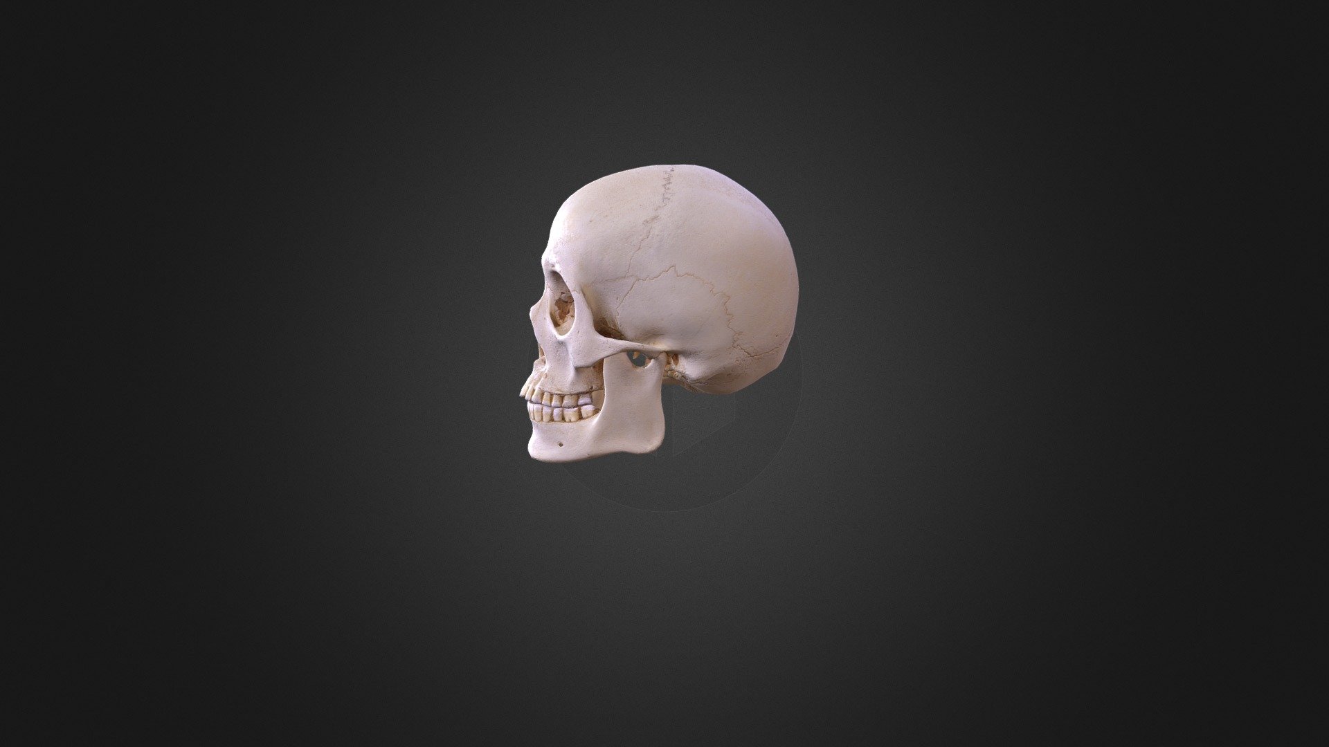 skull