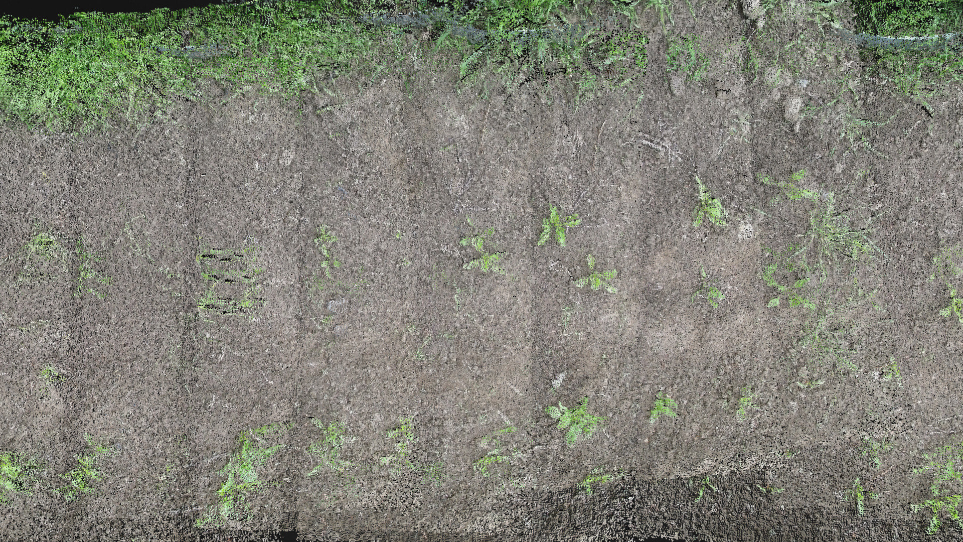 Sugar beet field 5 weeks after plant emergence