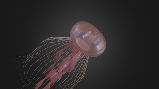 Jellyfish 3D Model