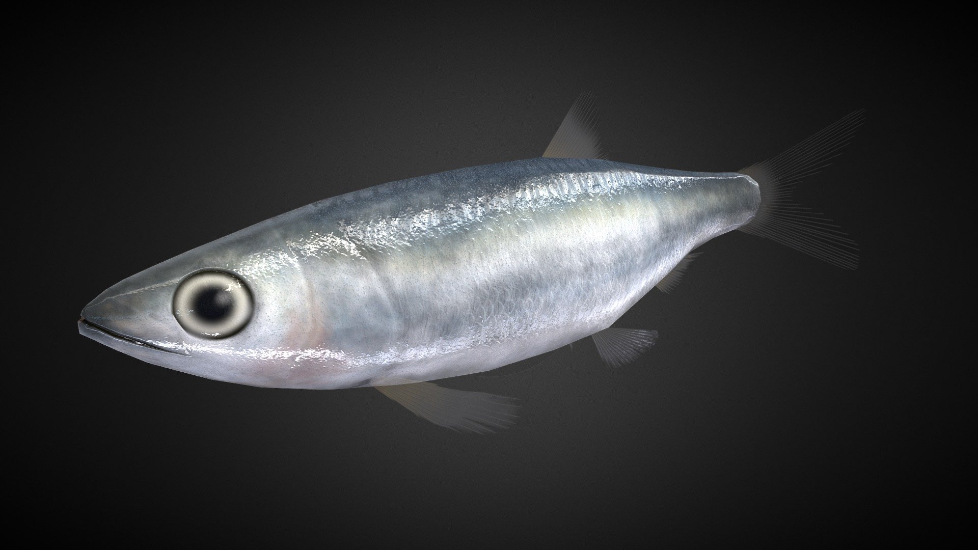 Rainbow Sardine Rigged Buy Royalty Free 3d Model By Armored