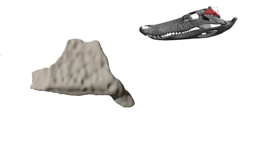 Alligator Squamosal