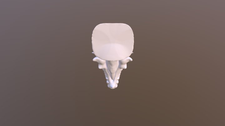 Craneo Update 3D Model