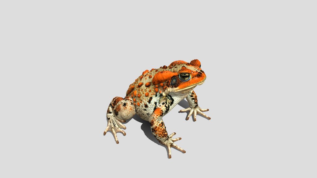 Flame-Warted Toad frog 3D Model Free