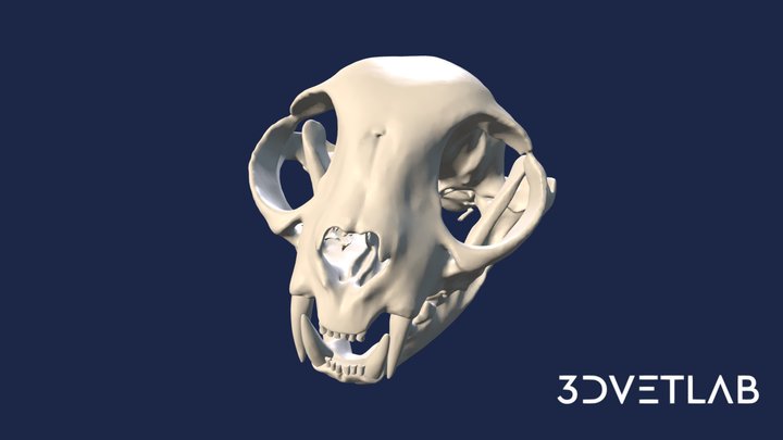 Cat Skull 3D Model