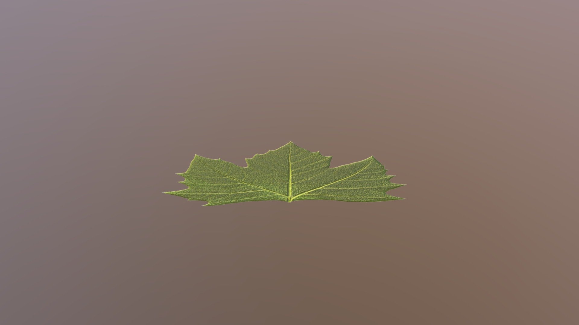 Leaf