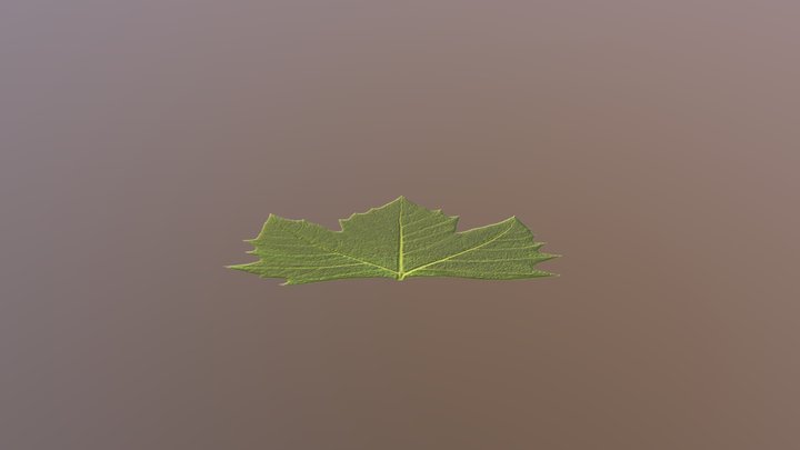 Leaf 3D Model