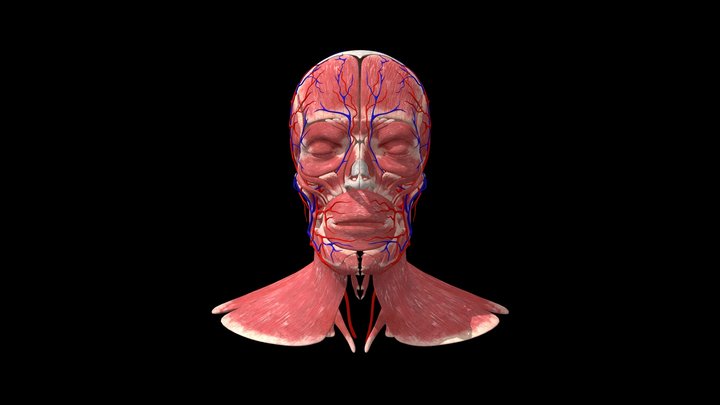 Dr Tim Live - Anatomical Head 3D Model