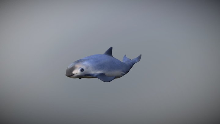 Vaquita Marina 3D Model