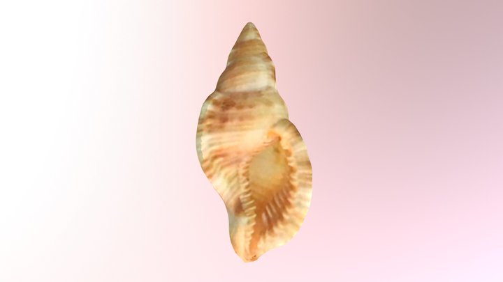 毛法螺Cymatium pileare 3D Model
