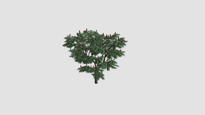 Rhus typhina Plant 3D Model