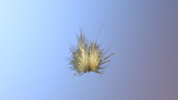 Grass 3D Model