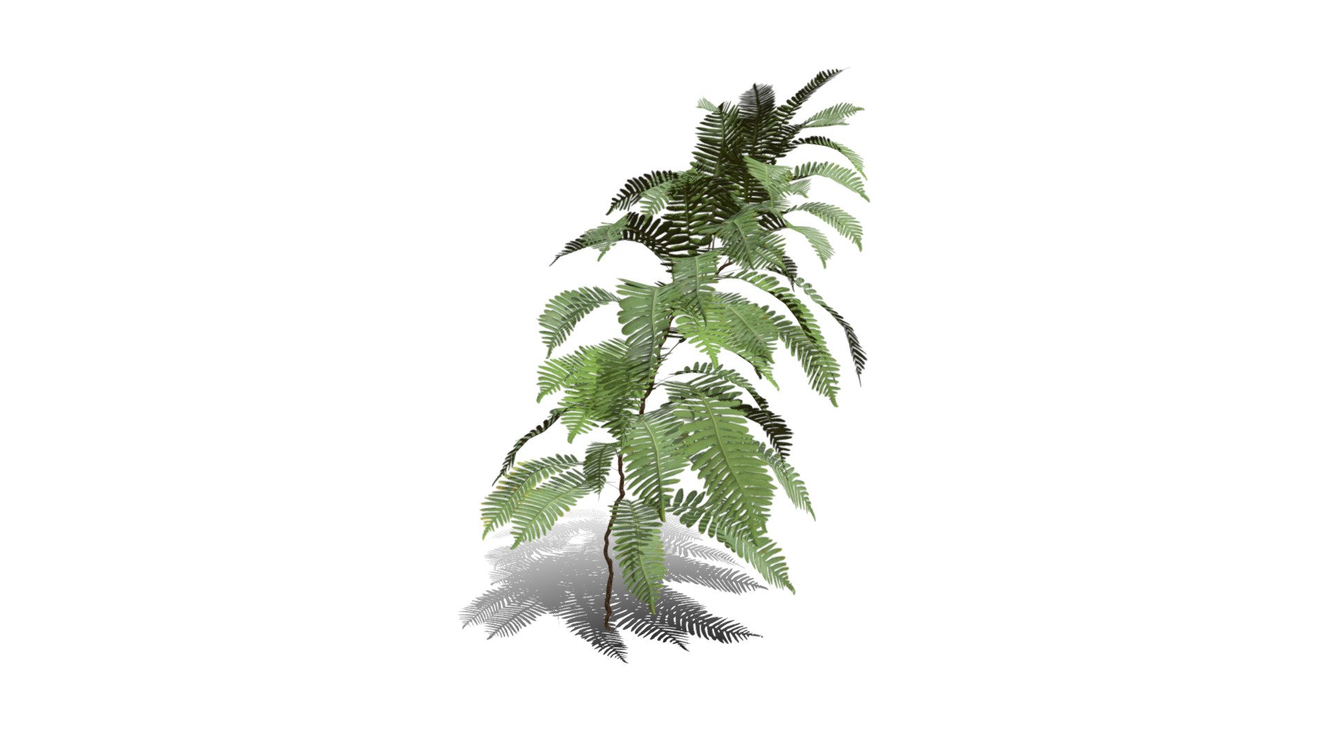 Realistic HD Common polypody fern (19/55) — Sketchfab embed 3D viewer