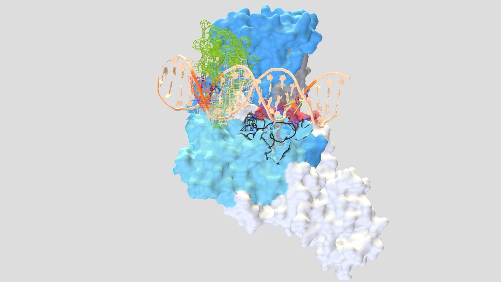 mDNMT1 in complex with DNA