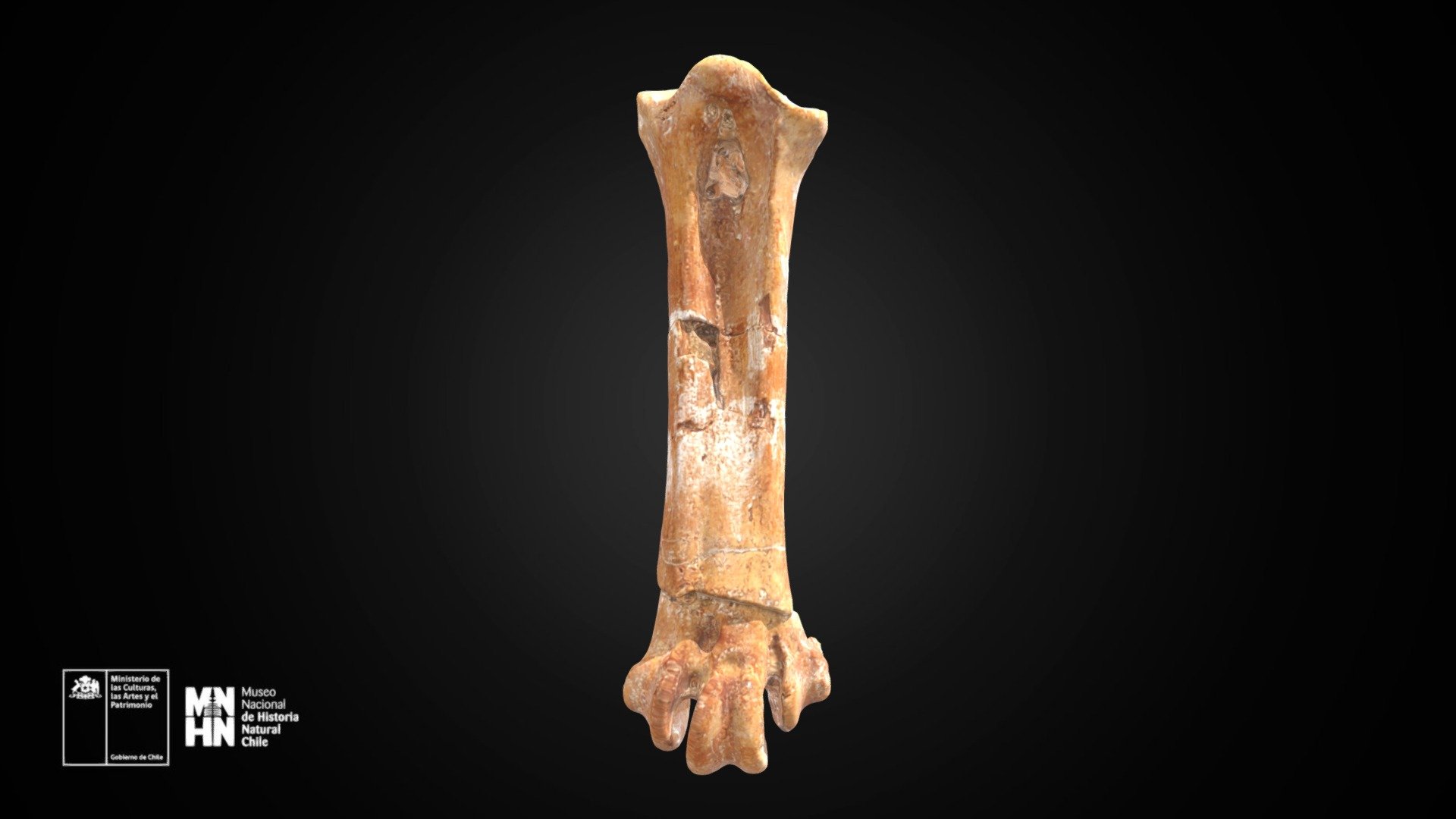 Pelagornis chilensis. Tarsometatarso derecho