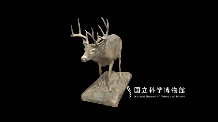 NSMT-M_32362_White-tailed_Deer_(Taxidemy) 3D Model