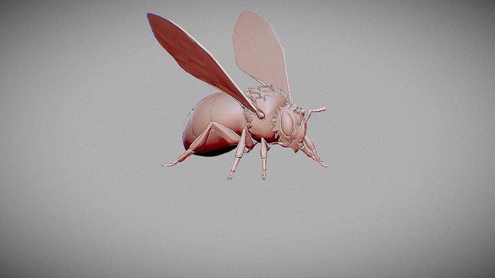 Bee Stylized_ Sculpt_LowPoly_V1 3D Model