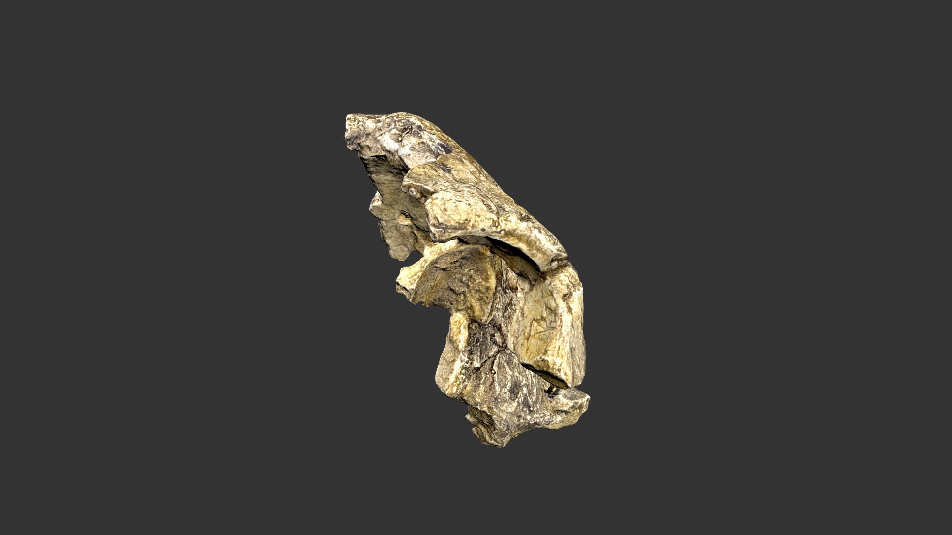 Homo habilis (2501.1rp48-2) – cranial fragment