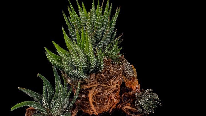 Gasteria x Aloe 3D Model