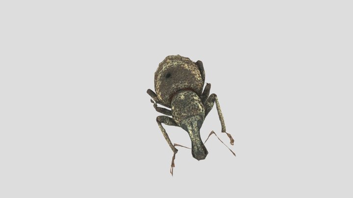 Weevil 3D Model