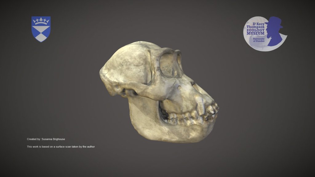 Gorilla Skull