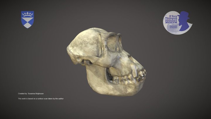 Gorilla Skull – Kostenloses 3D-Modell STL