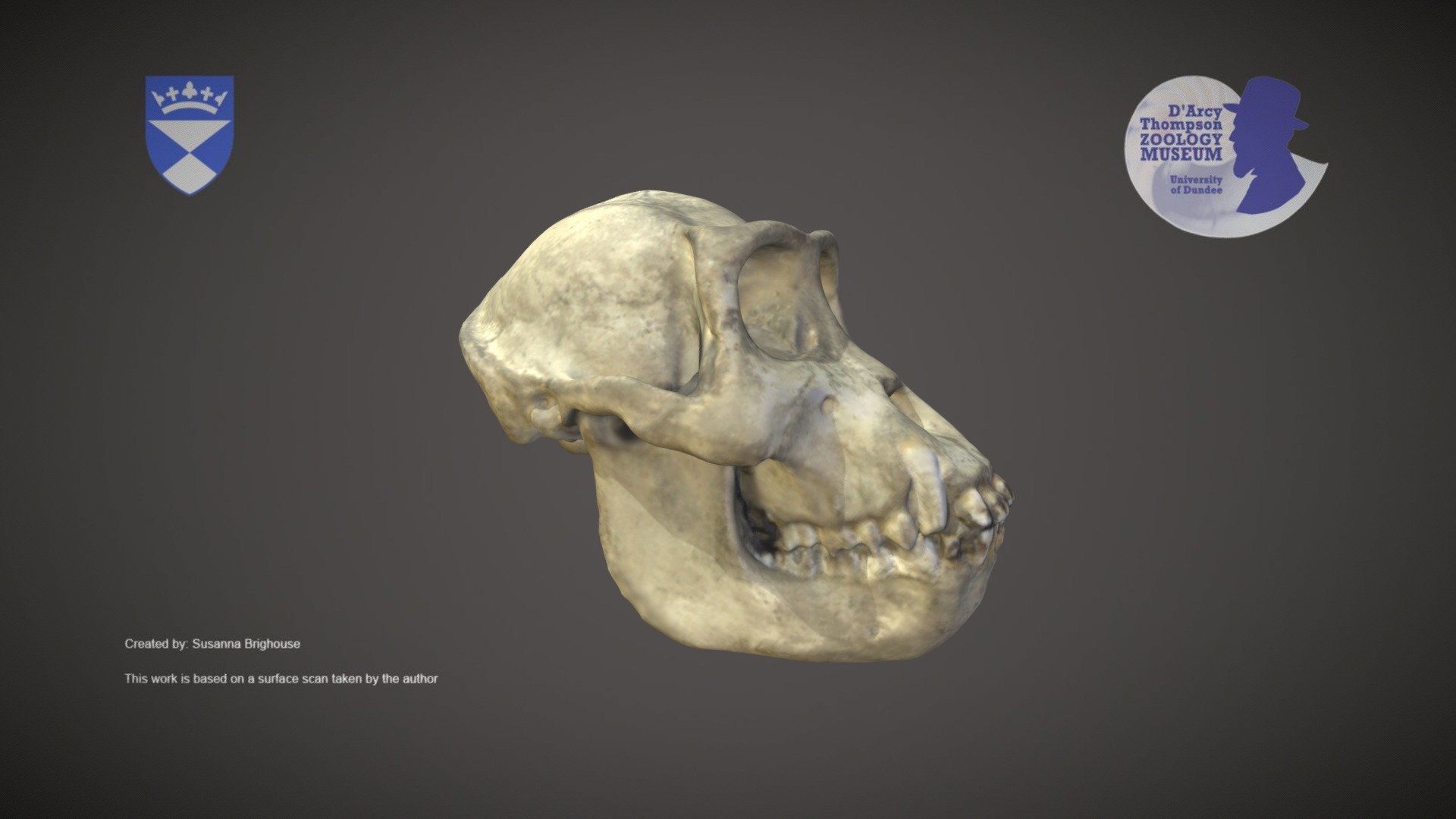 gorilla skull vrs african skull