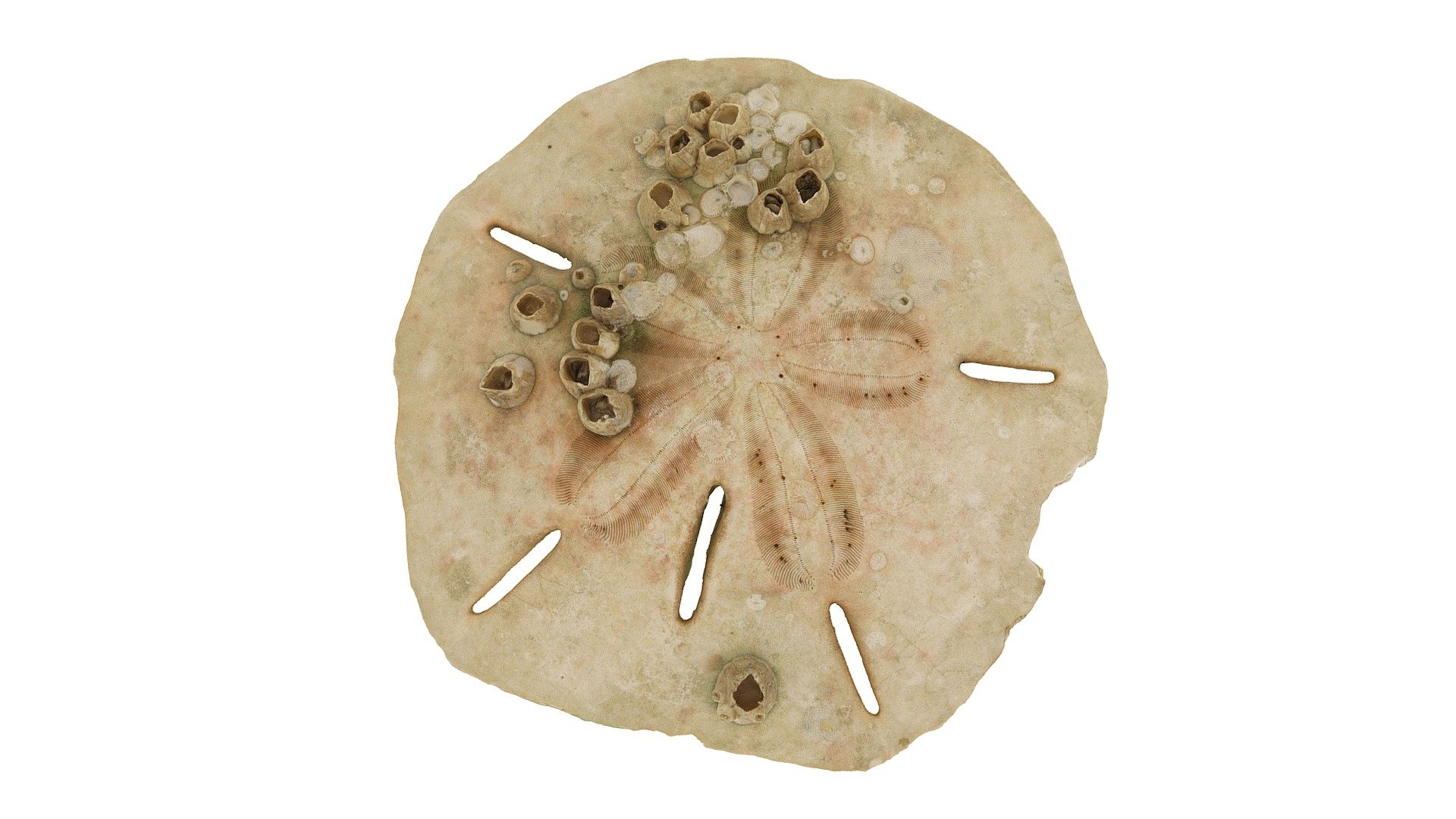 Mellita quinquiesperforata (common Sand Dollar)