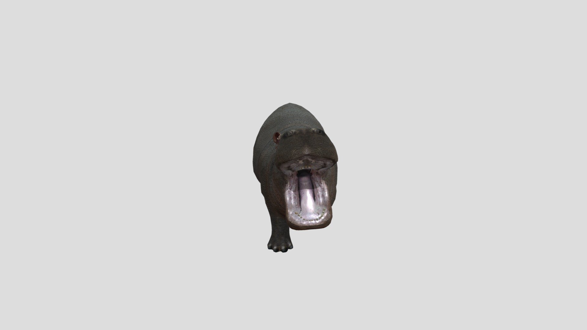Baby- Hippo