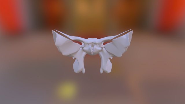 Sphenoid (whole) 3D Model