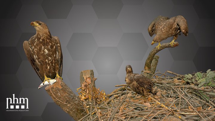 White-Tailed Eagle (NHMW-ZOO-VS-37.779 & 37.781) – Free 3D Model STL