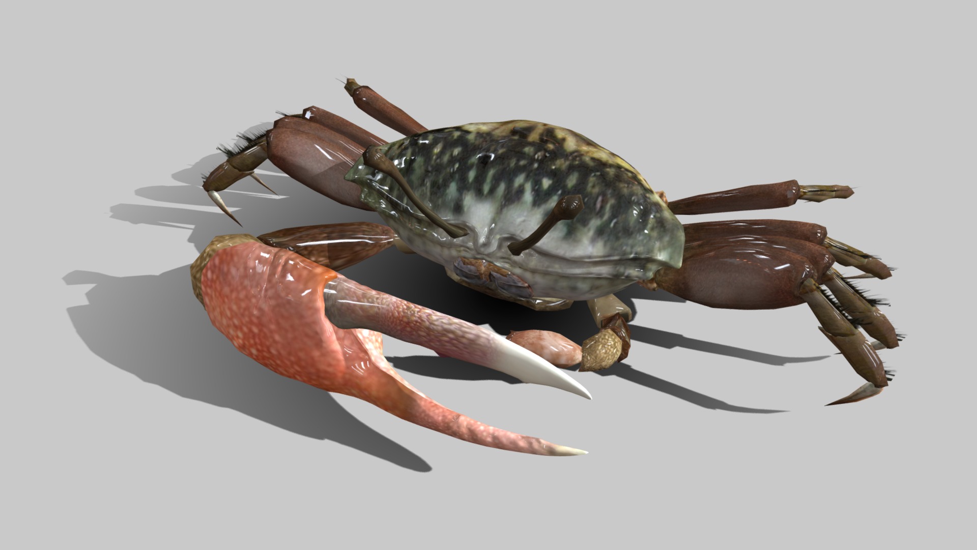 3D model Lake Fiddler Crab Low-poly 3D model - This is a 3D model of the Lake Fiddler Crab Low-poly 3D model. The 3D model is about a group of snails.